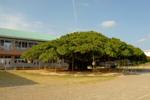 沖永良部島 国頭小学校